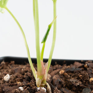 Anthurium Clarinervium Variegated (wk39-U152)
