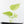 Anthurium Clarinervium Variegated (wk39-U152)