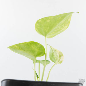Anthurium Clarinervium Variegated (wk39-U152)