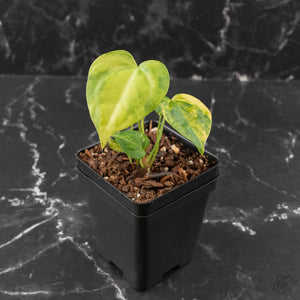 Anthurium Clarinervium Variegated (wk41-U167)