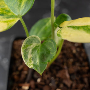 Anthurium Clarinervium Variegated (wk41-U167)