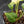 Anthurium Clarinervium Variegated (wk41-U167)