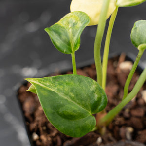 Anthurium Clarinervium Variegated (wk41-U167)