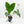 Anthurium 'Clarinervium x Pedatoradiatum'