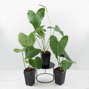 Anthurium 'Clarinervium x Pedatoradiatum'