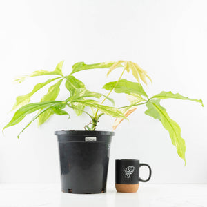 Anthurium Clavigerum Variegated (wk32-K)