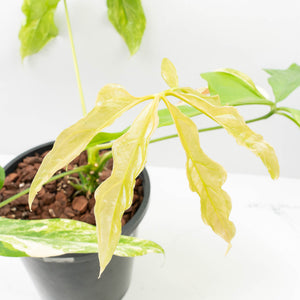Anthurium Clavigerum Variegated (wk32-K)