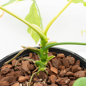 Anthurium Clavigerum Variegated (wk32-K)