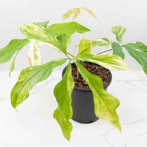 Anthurium Clavigerum Variegated (wk32-K)