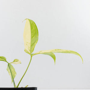 Anthurium Clavigerum Variegated (wk35-L204)