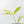 Anthurium Clavigerum Variegated (wk35-L204)