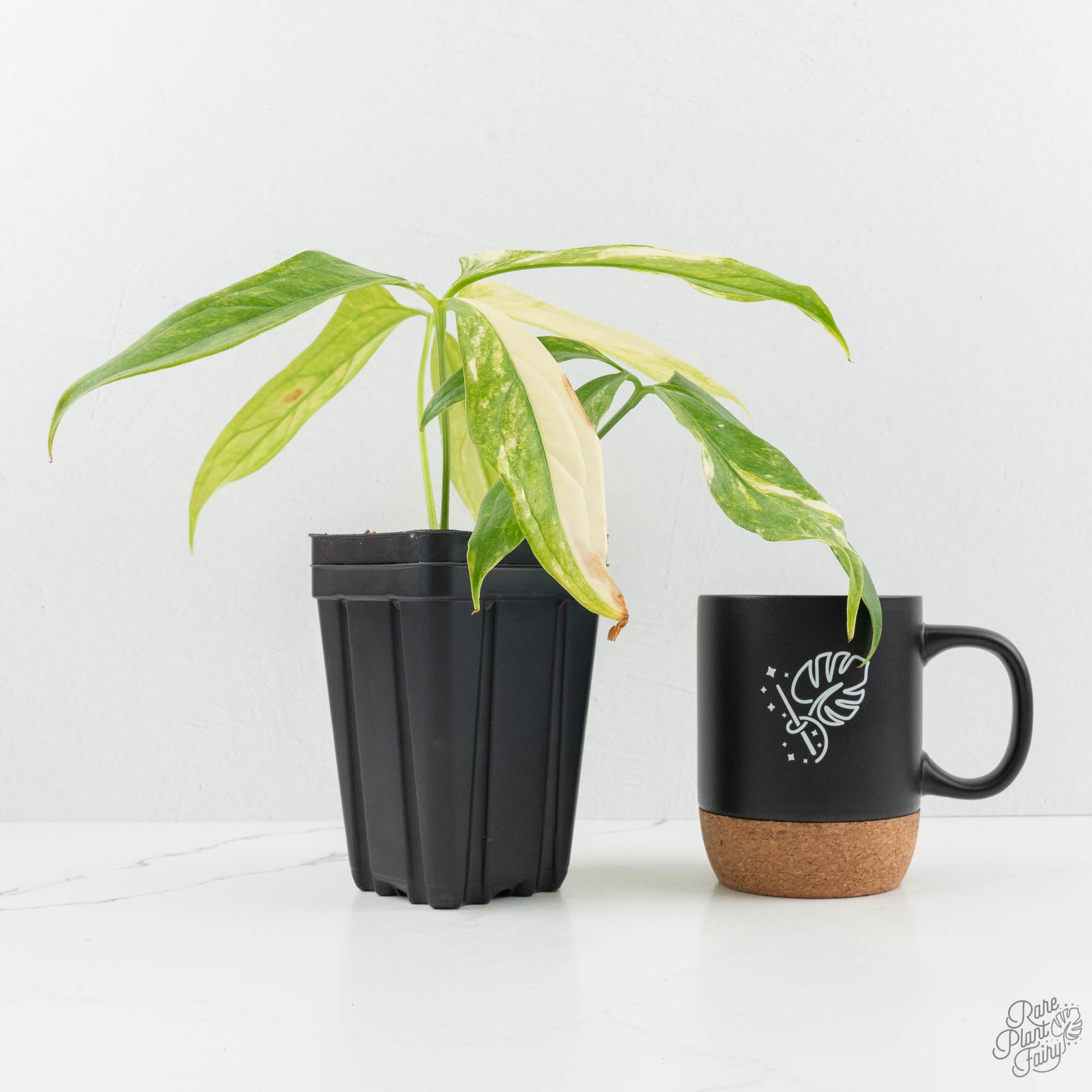 Anthurium Clavigerum Variegated (wk15-A) – Rare Plant Fairy