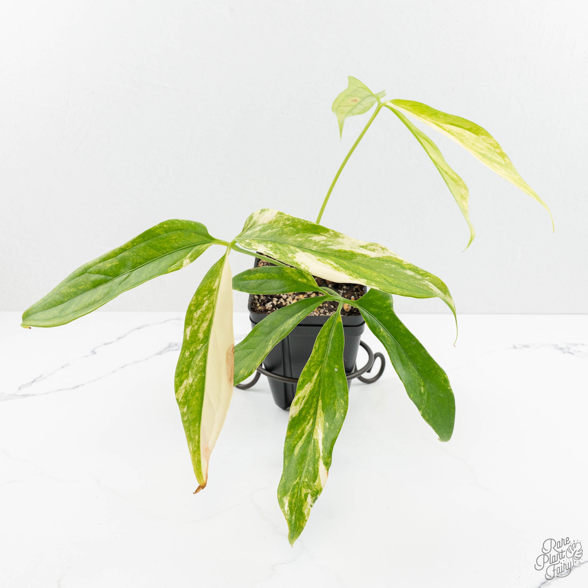 その他観葉植物 Anthurium clavigerum variegated Anthurium Clavigerum Variegated (wk15-A) – Rare Plant Fairy