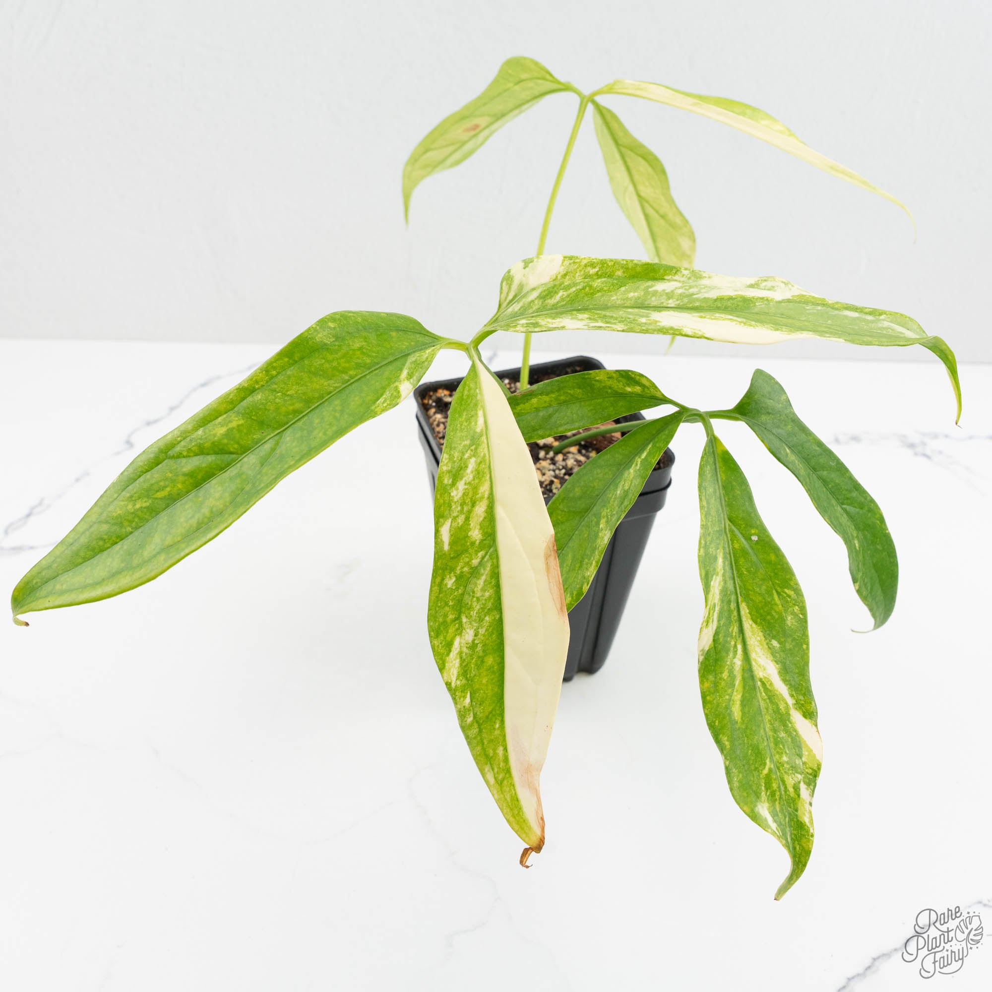 その他観葉植物 Anthurium clavigerum variegated Anthurium Clavigerum Variegated (wk15-A) – Rare Plant Fairy