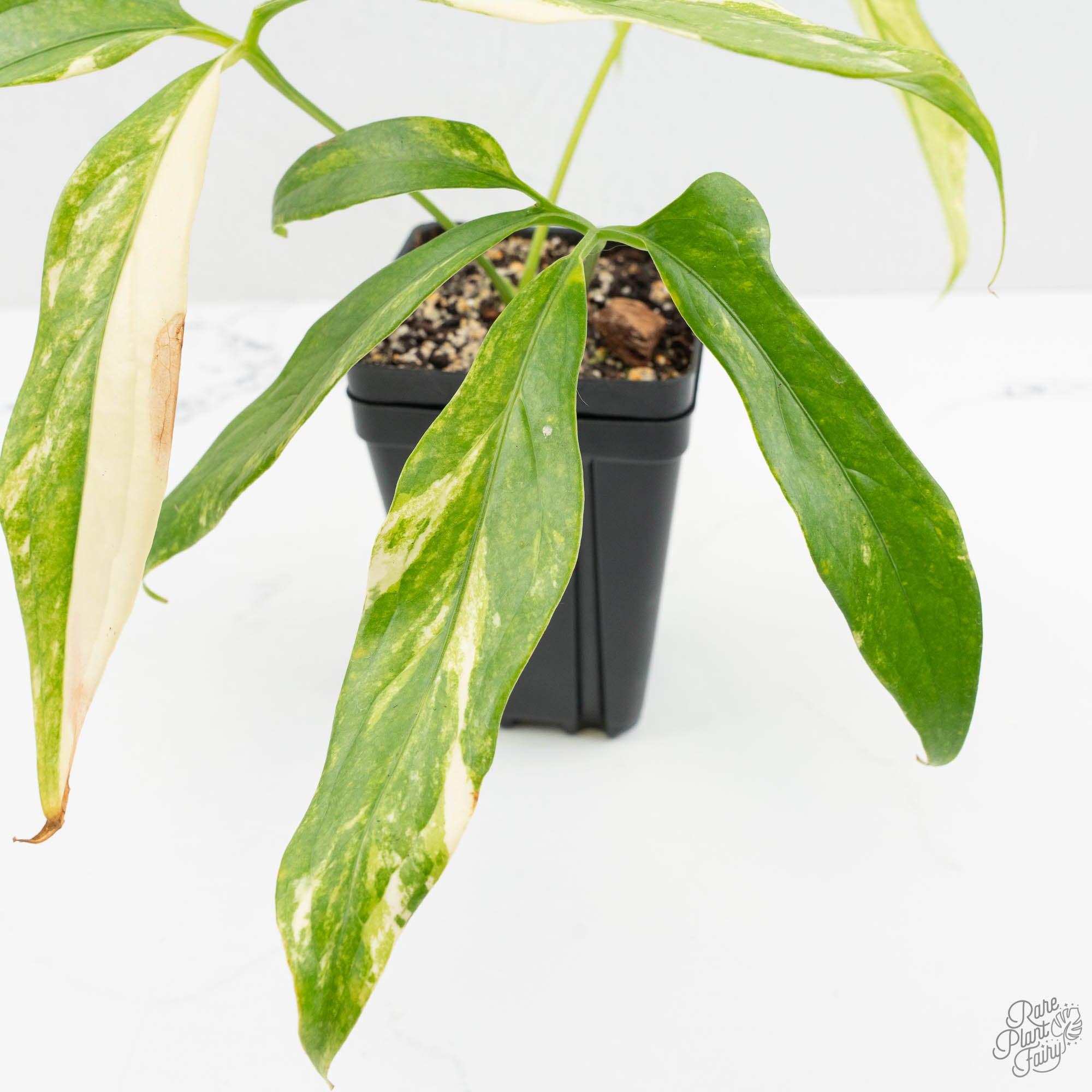 その他観葉植物 Anthurium clavigerum variegated Anthurium Clavigerum Variegated (wk15-A) – Rare Plant Fairy