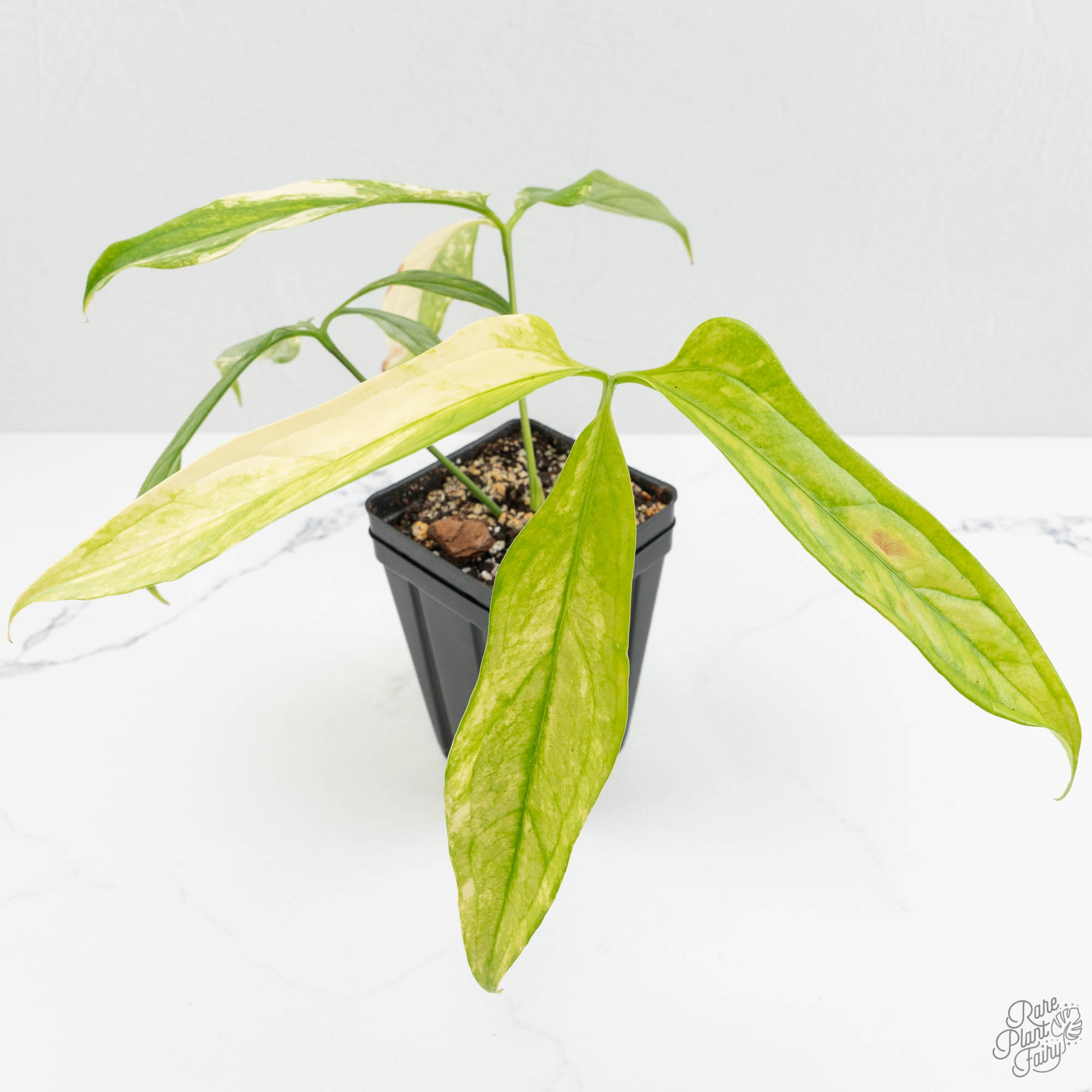 Anthurium Clavigerum Variegated (wk15-A) – Rare Plant Fairy