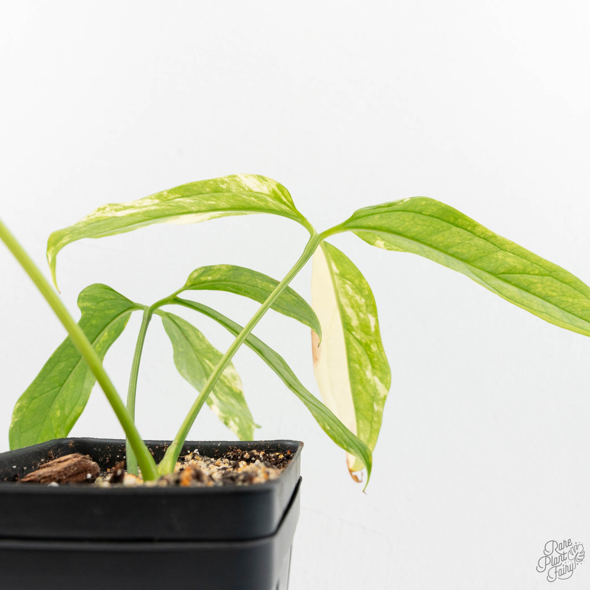 Anthurium Clavigerum Variegated (wk15-A) – Rare Plant Fairy