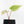 Anthurium Crystallinum variegated (wk32-UA)
