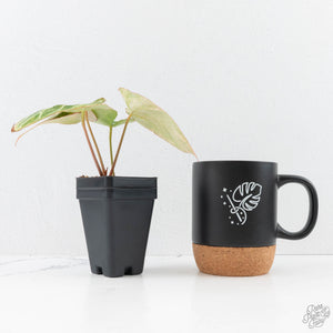 Anthurium Crystallinum variegated (wk29-UL)