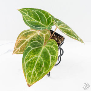 Anthurium Crystallinum variegated (wk29-UL)