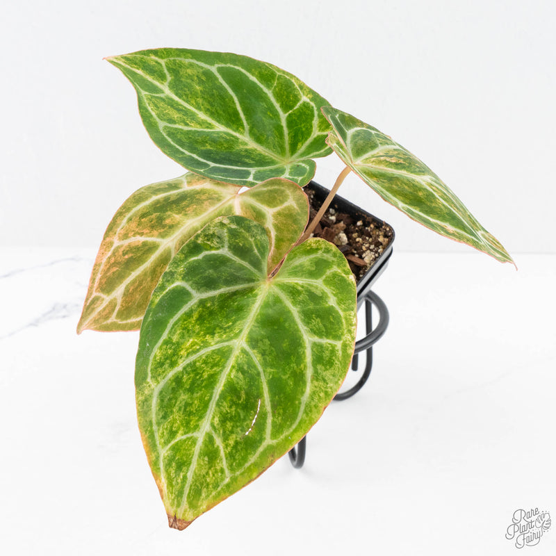 Anthurium Crystallinum variegated (wk29-UL)