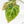 Anthurium Crystallinum variegated (wk29-UL)