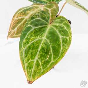 Anthurium Crystallinum variegated (wk29-UL)