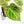 Anthurium Crystallinum variegated (wk29-UL)