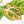 Anthurium Crystallinum variegated (wk29-UL)