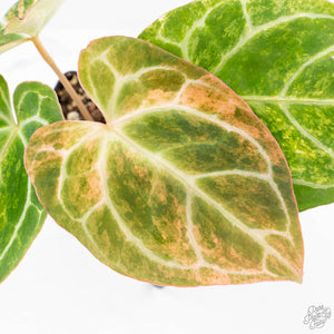 Anthurium Crystallinum variegated (wk29-UL)