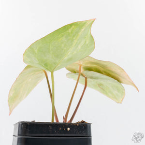 Anthurium Crystallinum variegated (wk29-UL)