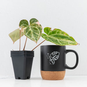 Anthurium Crystallinum pink variegated (wk30-UJ)