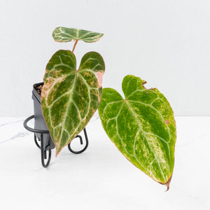 Anthurium Crystallinum pink variegated (wk30-UJ)