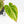 Anthurium Crystallinum pink variegated (wk30-UJ)