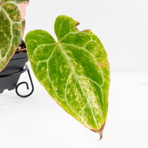 Anthurium Crystallinum pink variegated (wk30-UJ)