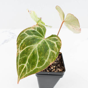 Anthurium Crystallinum pink variegated (wk30-UJ)