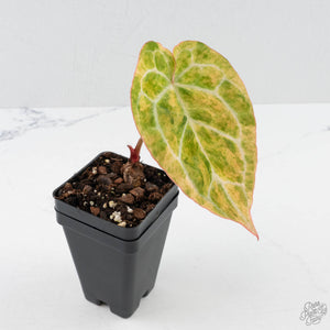 Anthurium Crystallinum Variegated (wk40-U160)
