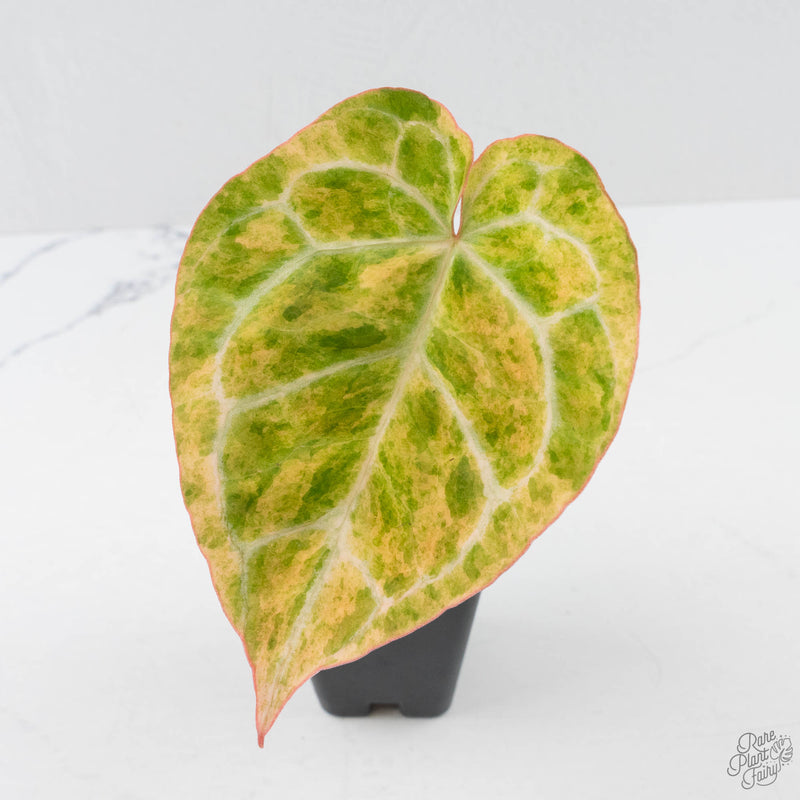 Anthurium Crystallinum Variegated (wk40-U160)