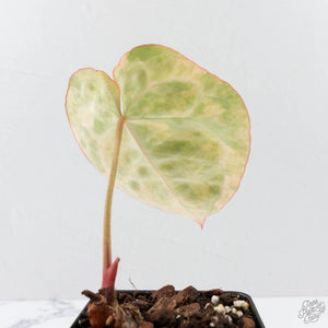 Anthurium Crystallinum Variegated (wk40-U160)