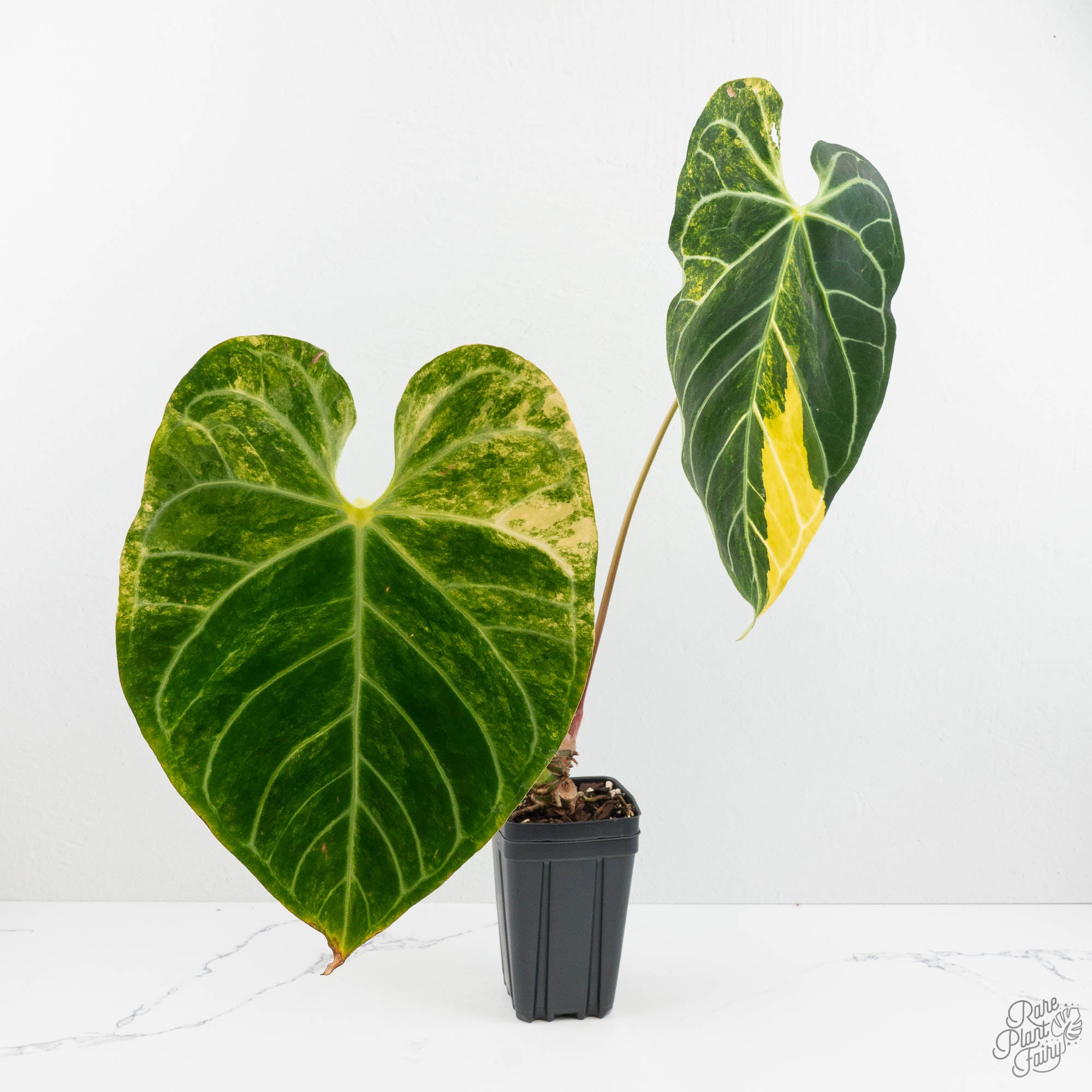 Anthurium Crystallinum variegated (wk18-UW) – Rare Plant Fairy