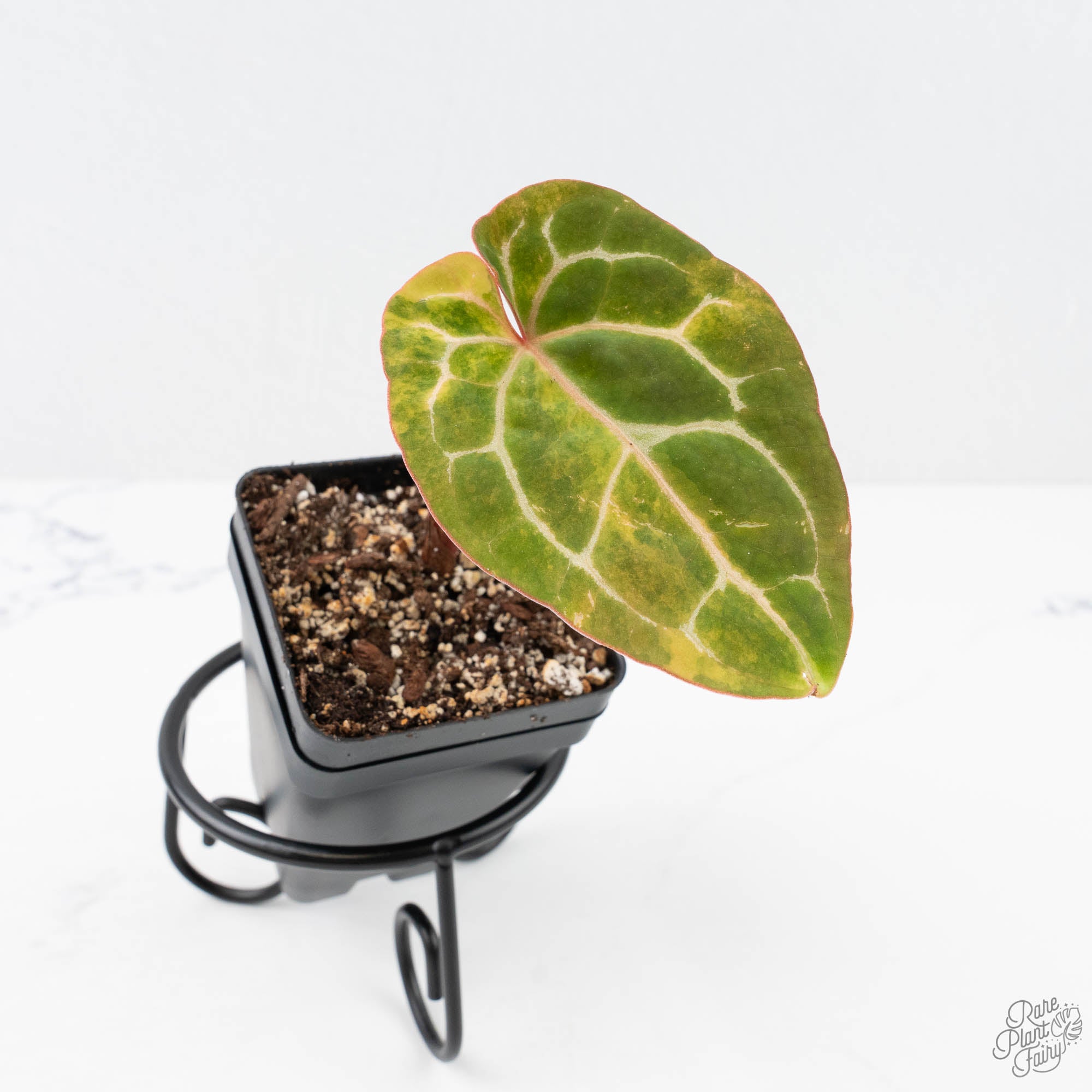 Anthurium Crystallinum variegated (wk20-UC) – Rare Plant Fairy