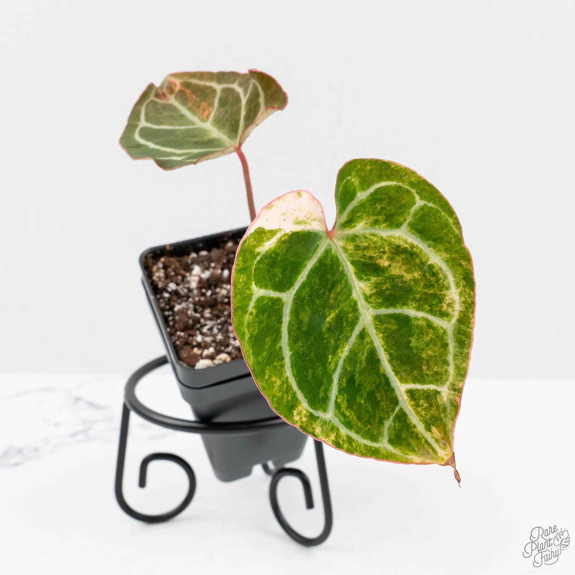 g*き様 Anthurium Crystallinum Variegated ✨ Anthurium Crystallinum Variegated now available! 🌿💫 A true