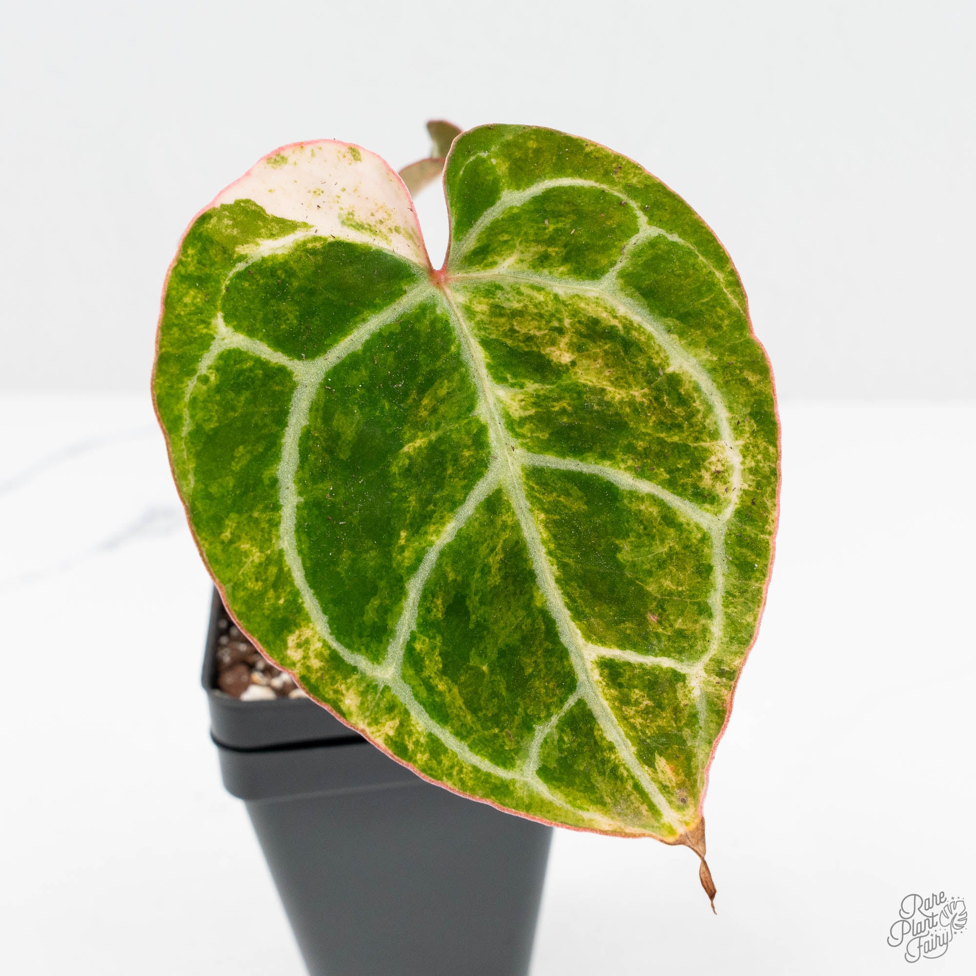 Anthurium Crystallinum variegated (wk19-UP) – Rare Plant Fairy