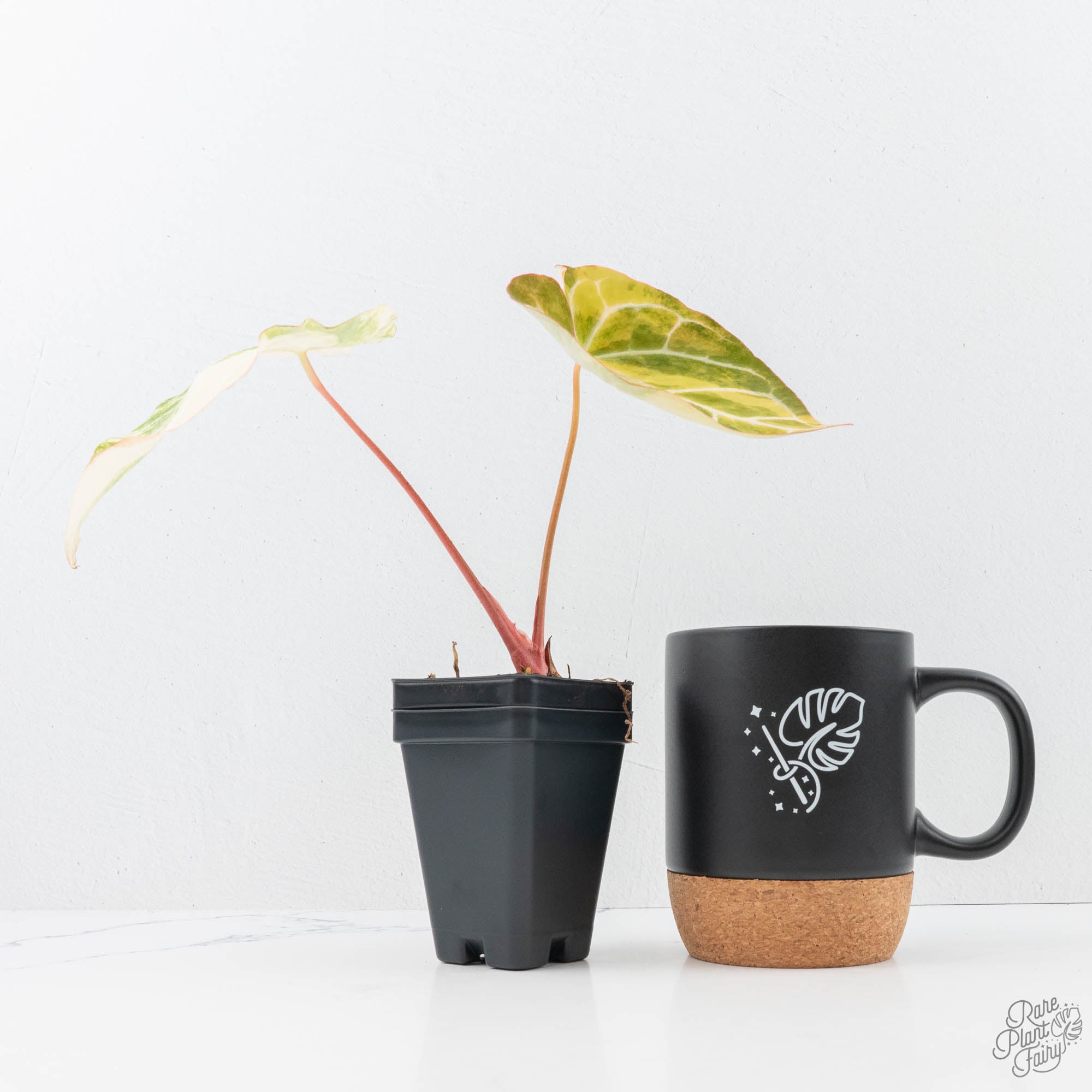 anthurium crystallinum for sale Anthurium Crystallinum variegated (wk21-UD)