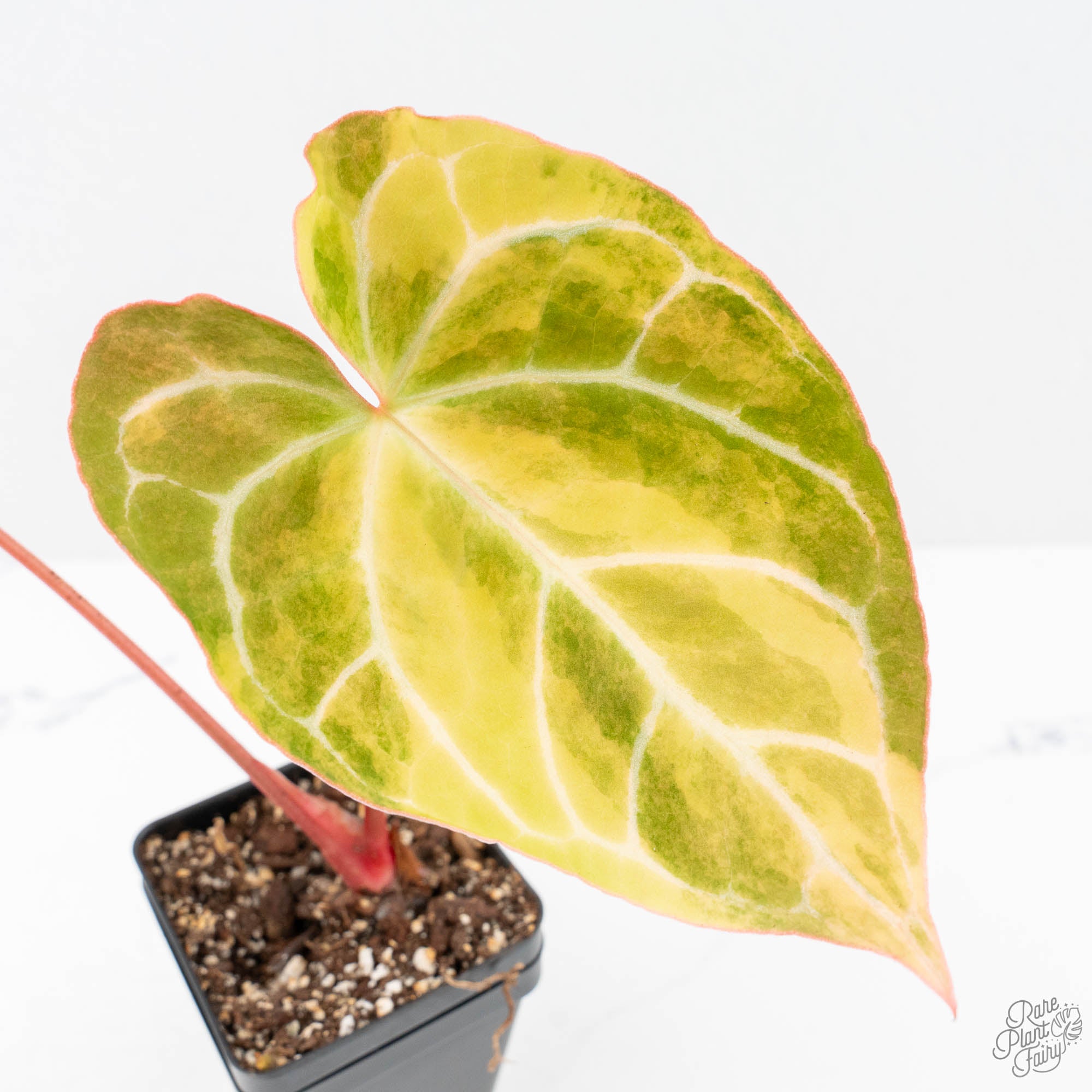 Anthurium Crystallinum variegated (wk21-UD) – Rare Plant Fairy