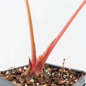 Anthurium Crystallinum variegated (wk21-UD)