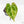 Anthurium Crystallinum variegated (wk24-UA)