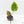 Anthurium Crystallinum variegated (wk25-UG)
