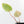 Anthurium Crystallinum variegated (wk25-UG)