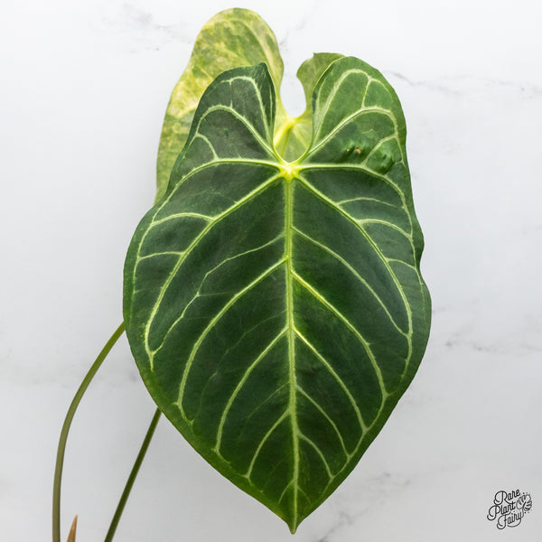 Anthurium Crystallinum Variegated (wk49-UM)